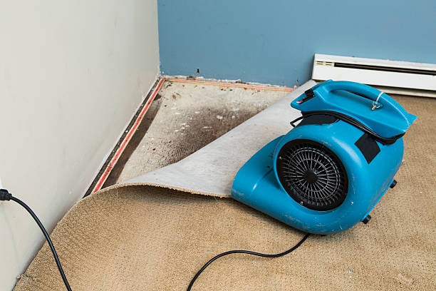 Best Mold removal after water damage  in Golden Valley, AZ